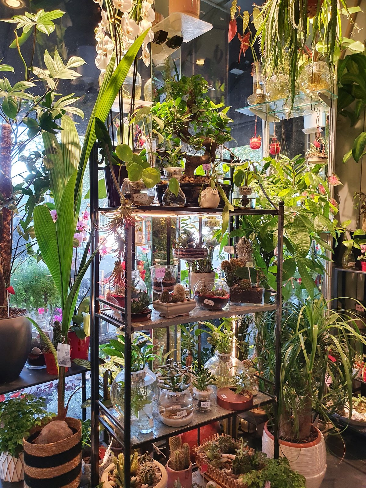 Étagères de plantes vertes, bonsaïs et terrariums