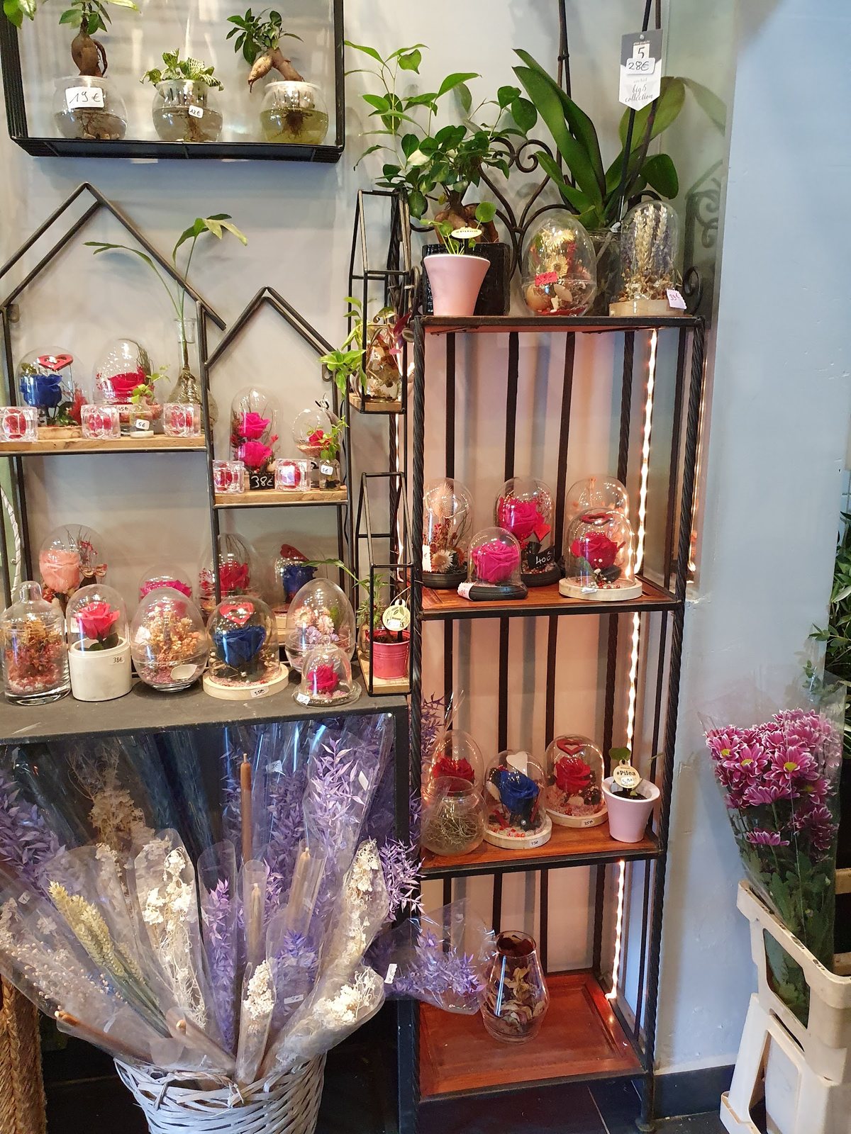 Étagères de roses éternelles sous cloche et petites plantes