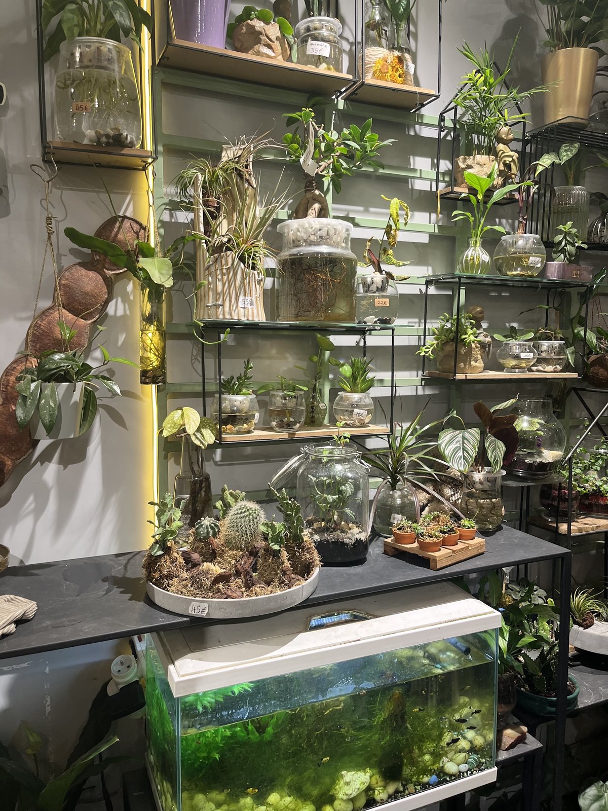 Terrariums, cactus et plantes sur les étagères, aquarium planté