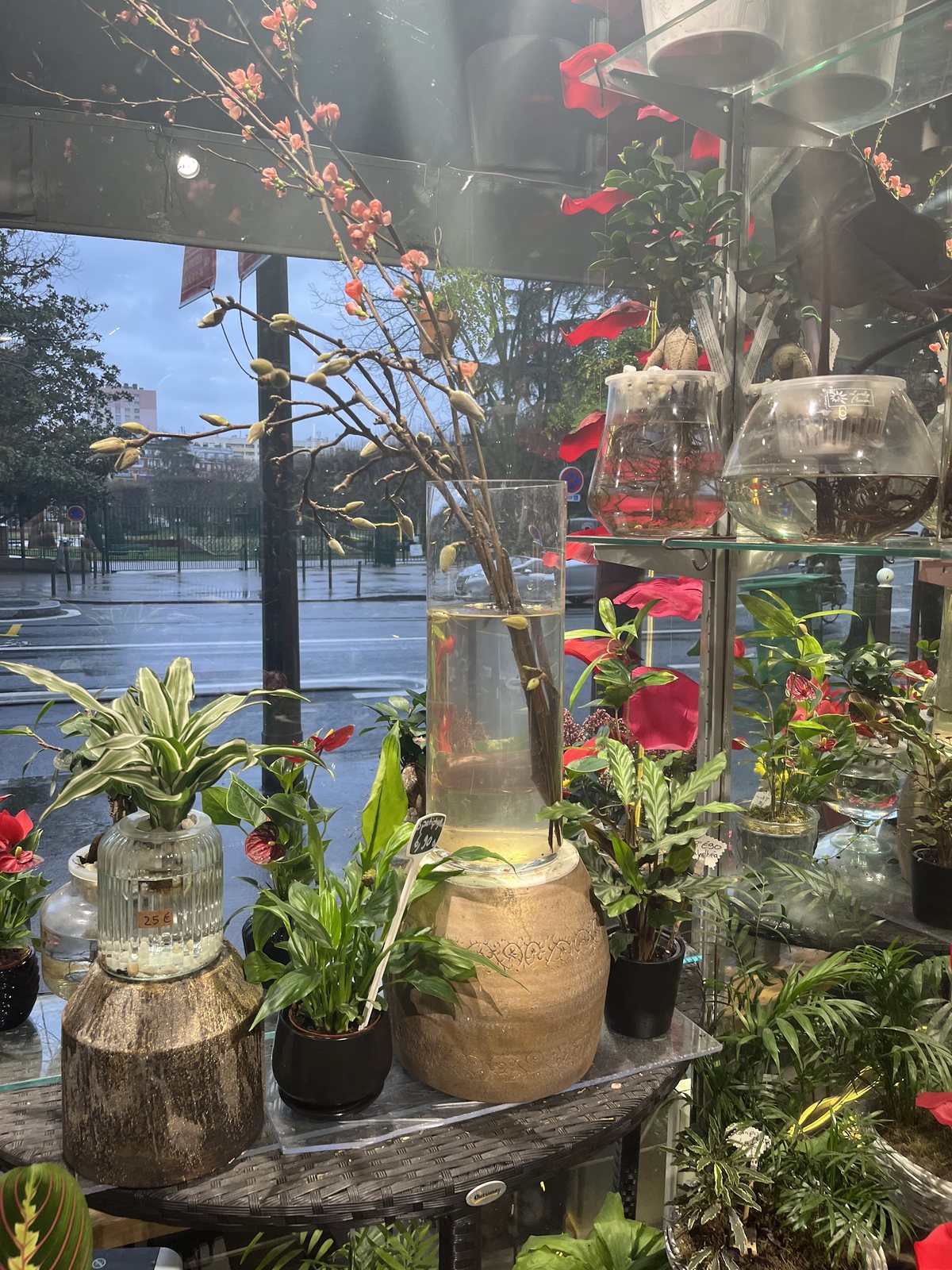 Plantes en hydroculture et branches fleuries dans la vitrine